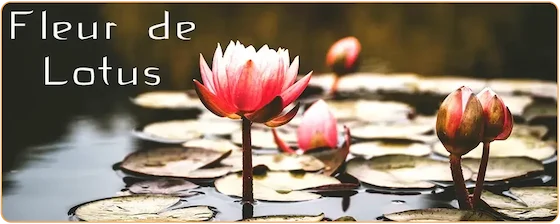 Fleur de lotus : signification, symbole, couleurs et cultures