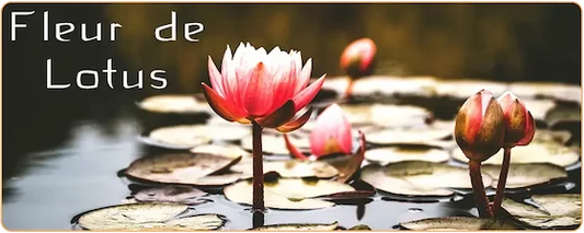 Trois fleur de lotus rose en train de pousser sur un lac kaosix