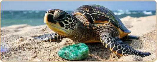 Une tortue de mer qui regarde un morceau de malachite sur une plage Kaosix
